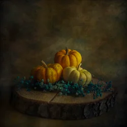 Dynia „Moody Harvest”