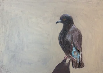 Portret ciemnego gołębia
