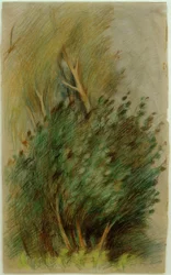 Tucheler Heide (badania leśne)