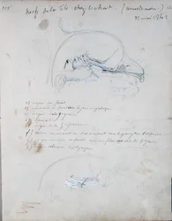 Układ nerwowy w głowie kota, maj 1842 (ołówek na papierze)