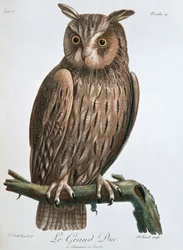 Le Grand Duc", Puchacz, 1799-1808
