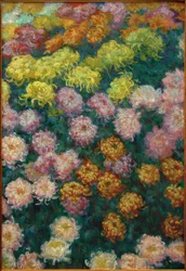 Burak chryzantemowy, 1897