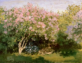 Bez w słońcu, 1872-1873
