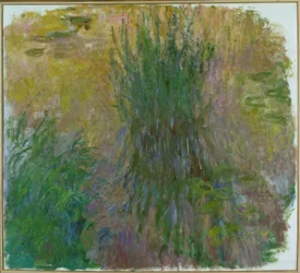 Nimfea