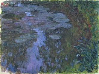 Nimfea