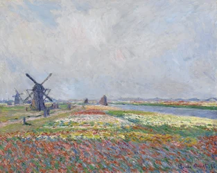 Pola tulipanów w pobliżu Hagi, Claude Monet (1840-1926), wymiary: 66 x 81,5