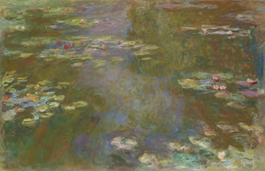 Staw lilii wodnych