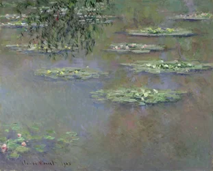 Lilie wodne, 1903