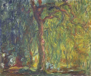 Płacząca wierzba