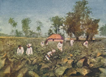 Plantacja tytoniu, Kuba, 1916 r.