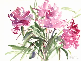 Piwonie, 2004 (akwarela)