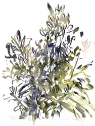 Senecio i inne rośliny, 2003 (akwarela)