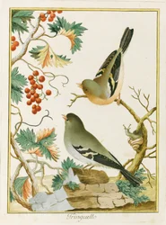 Finch Finch. Z Ornitologii Europy Południowej, 1772.