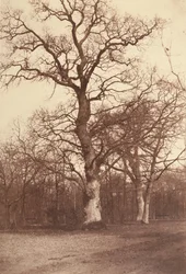 Studium Drzew, Lasek Buloński