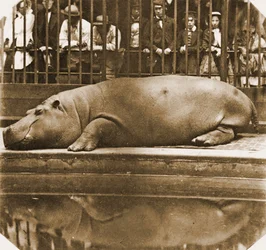 Obaysch hipopotam, londyńskie zoo, 1852 (zdjęcie w sepii)