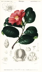Kamelia japońska, Camellia japonica. ,1849 (grawerowanie)