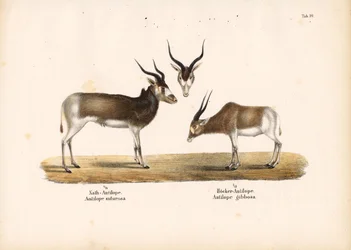 Antylopy Addax i Bontebok