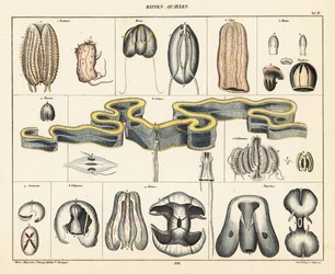 Anatomia gatunków meduz. 1841 (litografia)