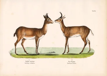 Bohor Reedbuck i Common Reedbuck