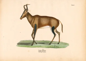Antylopa Caama