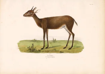 Duiker zwyczajny w sawannie