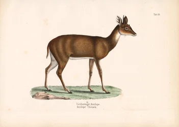 Antylopa czterorożna
