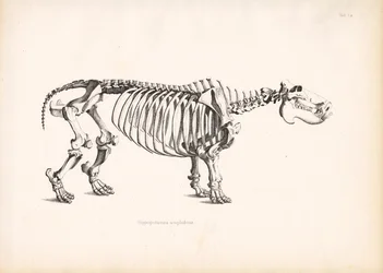 Anatomia szkieletu hipopotama
