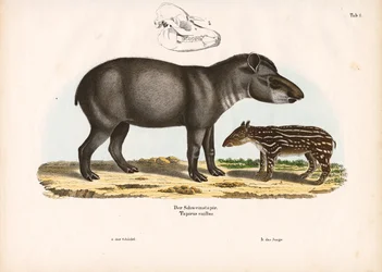Tapir nizinny z młodym osobnikiem