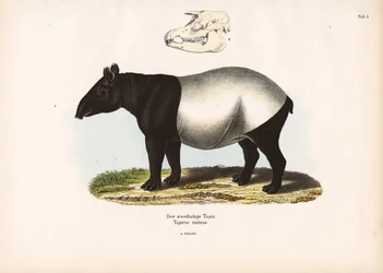 Tapir malajski