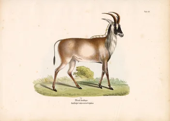 Antylopa Roan