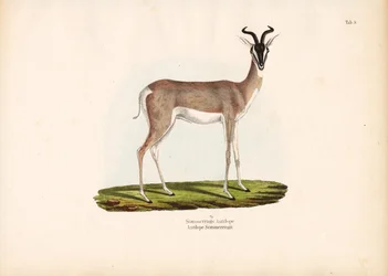 Gazela Soemmerringa