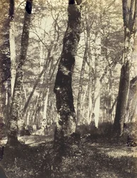 Studium w lesie Barbizon, 186069.