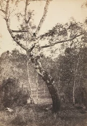 Studium brzozy, Barbizon, lata 1860-1870.