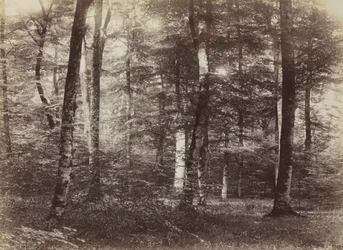 Bez tytułu (Las Fontainebleau)