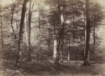 Bez tytułu Las Fontainbleau, c. 1874.