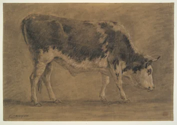 Amerykański Wół