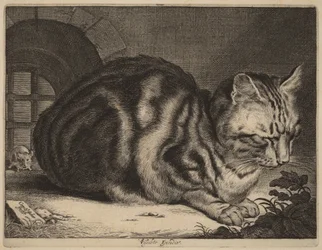 Duży kot