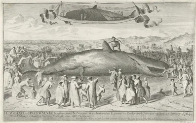 Kaszalot wyrzucony na brzeg w Egmond aan Zee, 1764 Cagelot lub Potwhale, długi około 60 stóp, na północ od Egmond op Zee Stranded żywcem 15 lutego 1764. 1 marca tam na aukcji Sprzedany za 810 Guldenów (tytuł na obiekcie)