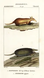 Aardvark i olbrzymi pancernik