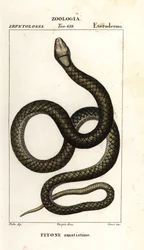 Pyton ametystynowy, Simalia amethistina