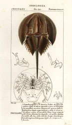 Krab podkowy atlantycki , Limulus polyphemus