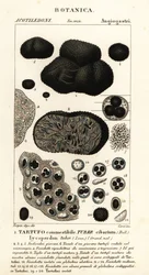 Czarna trufla, Tuber melanosporum (bulwa spożywcza, trufla jadalna, bulwa Lycoperdon)