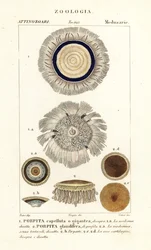 Niebieski guzik, Porpita porpita 1,2