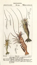 Krewetka pospolita, Crangon crangon 1, krewetka różowa, Pandalus montagui 2 i Aegaeon cataphractus 3
