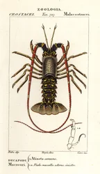 Europejski homar , Palinurus elephas