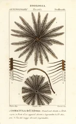 Liliowiec gwiazdowy, Oligometrides adeonae, Comatula adeonae, Comatula dellAdeona
