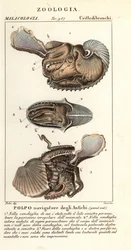 Większa ośmiornica Argonauta , Argonauta argo