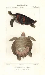 Żółw zielony , Chelonia mydas Zagrożony