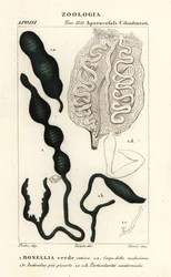 Zielona Spoonworm , Bonellia viridis