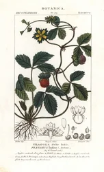 Mock truskawka, Potentilla indica